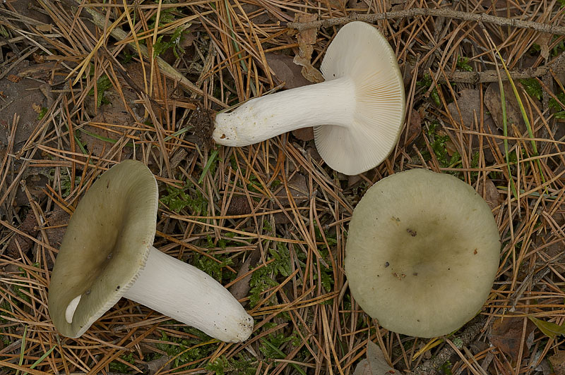 Russula aeruginea